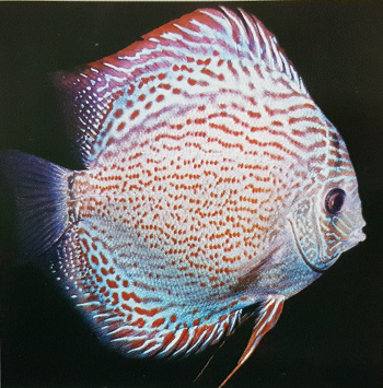Discus