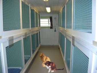 Kattepensjonat